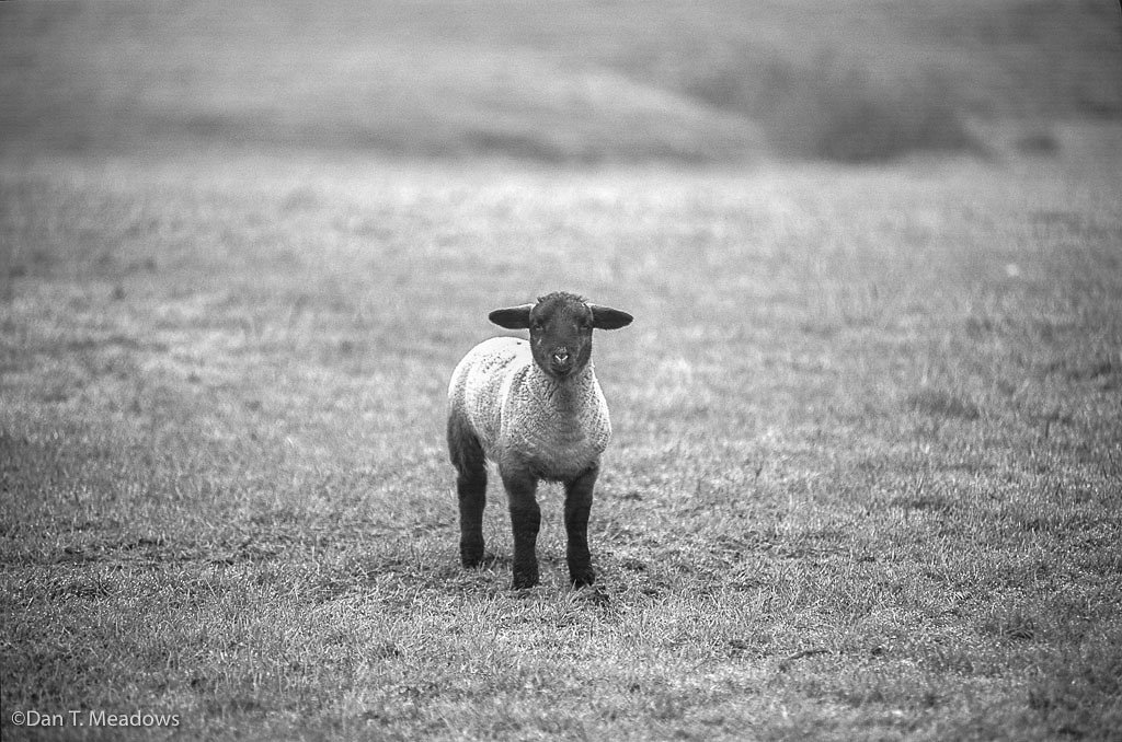 Welsh Lamb, B&W